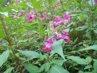 DSCF2759 neue pflanze wald 2.webp