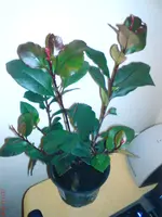 DSC01658.webp