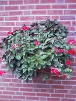 Geranien12.webp