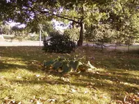 Hosta2_12.webp