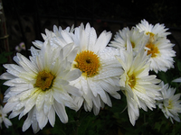Chrysantheme.webp