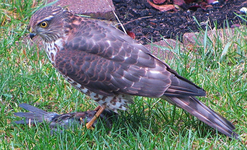 Greifvogel.webp