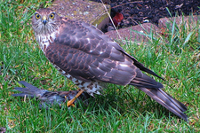 Greifvogel_.webp