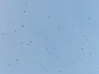 Unbekannte Vögel_138.webp