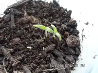 SAM_0598.webp