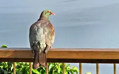 Copy of IMG_4415v.webp