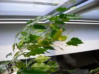 DSCN0999.webp