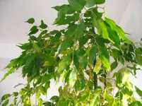 DSCN0998.webp