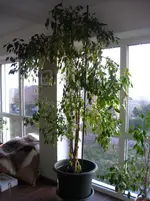 DSCN0993.webp