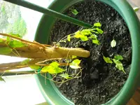 DSCN0995.webp