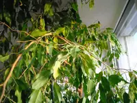 DSCN0997.webp