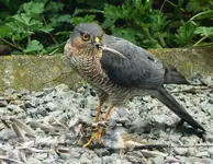 771px-Accipiter_nisus_kill.webp