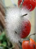 Schimmelpilz auf Tomate_131.webp