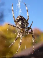 Kreuzspinne-Echte-Radnetzspinne-Araneoidea-a29296869.webp