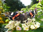 Schmetterling-Admiral-Vanessa-atalanta-syn-Pyrameis-atalanta-a29014202.jpg