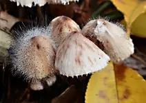 DSC_4523 Fliegende Pilze.webp