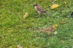 2012_1127Herbst0020.jpg