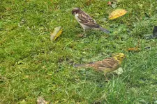 2012_1127Herbst0020.webp