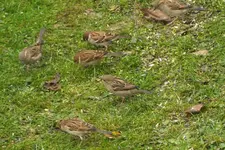 2012_1127Herbst0021.webp