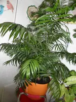 SAM_0997.webp