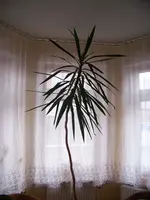 yucca 002.webp