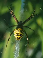 Wespenspinne,Guxhagen.webp