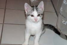 Katze_1.webp