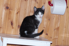 Katze_3.webp