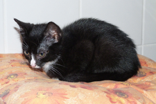 Katze_2.webp