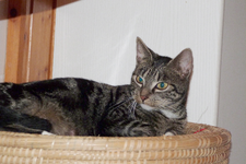 Katze_mutter.webp