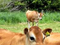 Copy of IMG_4988 v.webp