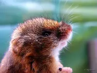 _Feldmaeuschen.webp