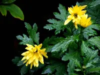 _Gelbe Astern.webp
