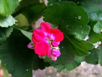 _Geranienbluete.webp