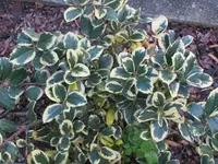 Bild 2241.webp