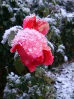 DSC01759.webp