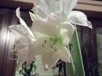 DSCF2703.webp