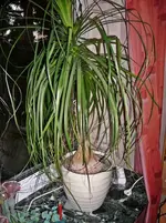 P1090107.webp