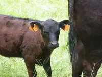 Kälbchen (800x600).webp