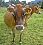 Copy of Herbst 2009 179v.webp