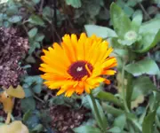 DSC03482 - 2012-12-01 - ringel.webp