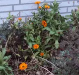 DSC03478 - 2012-12-01 - ringel.webp