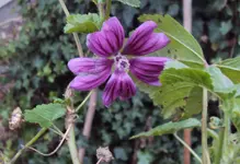 DSC03477 - 2012-12-01 - malve.webp