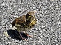 Copy of IMG_4922v.webp