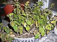 P1090115.webp