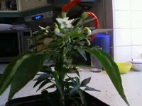 Naschzipfelblüte2.webp