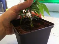 Naschzipfelblüte3.webp
