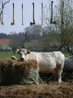 DSCN1670 (600x800).webp