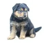 Welpenfoto.webp