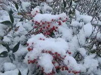 020.webp